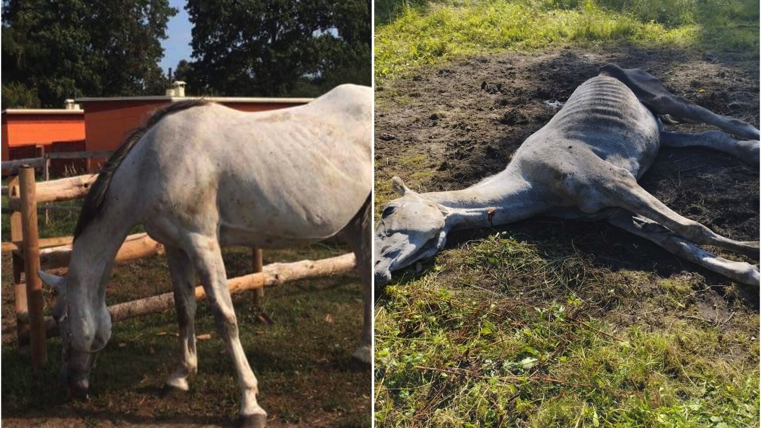 Tiesa attaisnojusi zirga novārdzināšanā apsūdzēto sievieti