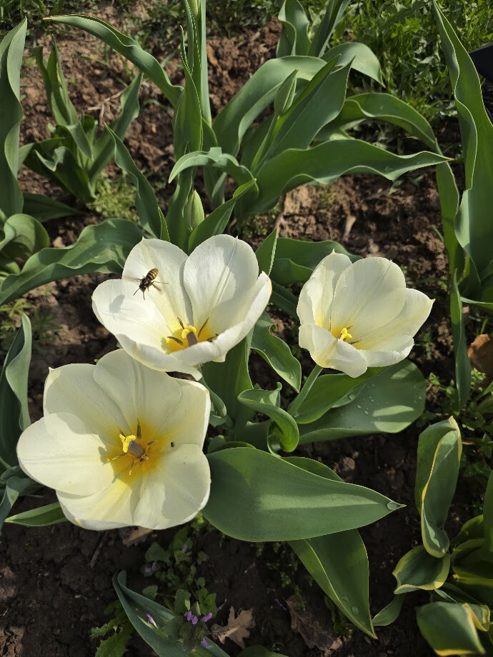 Sestdien brīžiem uzspīdēs saule, gaiss iesils līdz +12 grādiem