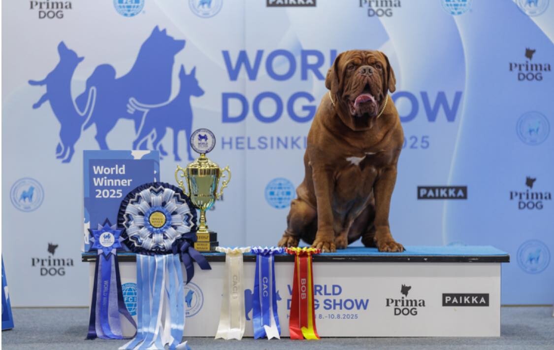 Bauskas Bordo dogs Tosa kļūst par pasaules čempionu