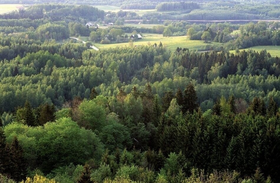 Kā sagatavot mežu pārdošanai, lai saņemtu labāko piedāvājumu?