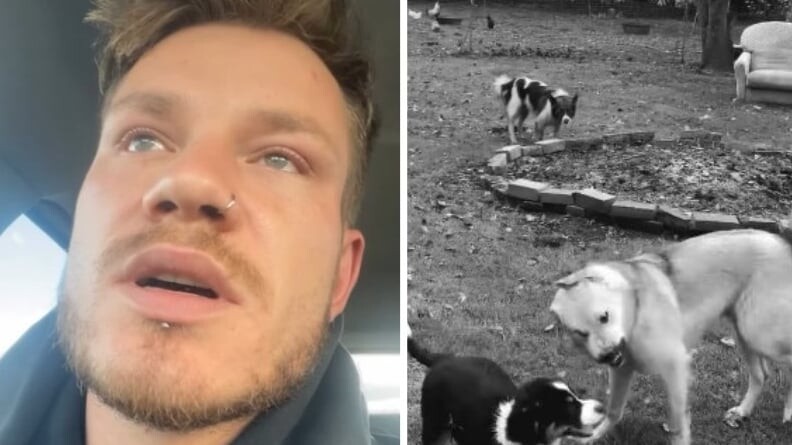 Vai suņu nošaušana Brunavas pagastā bija pamatota?