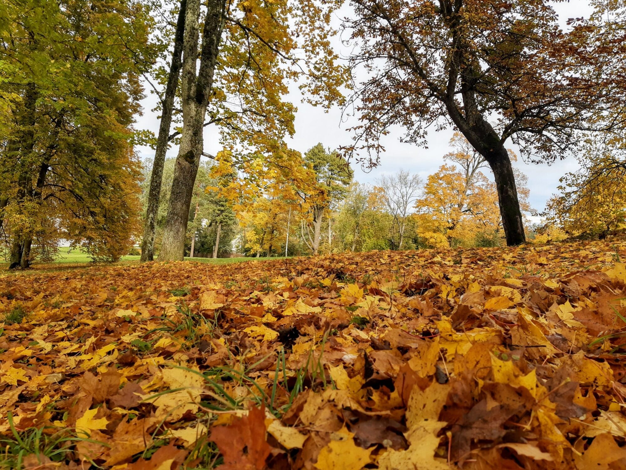 Novembris iesāksies ar apmākušos, bet siltu laiku