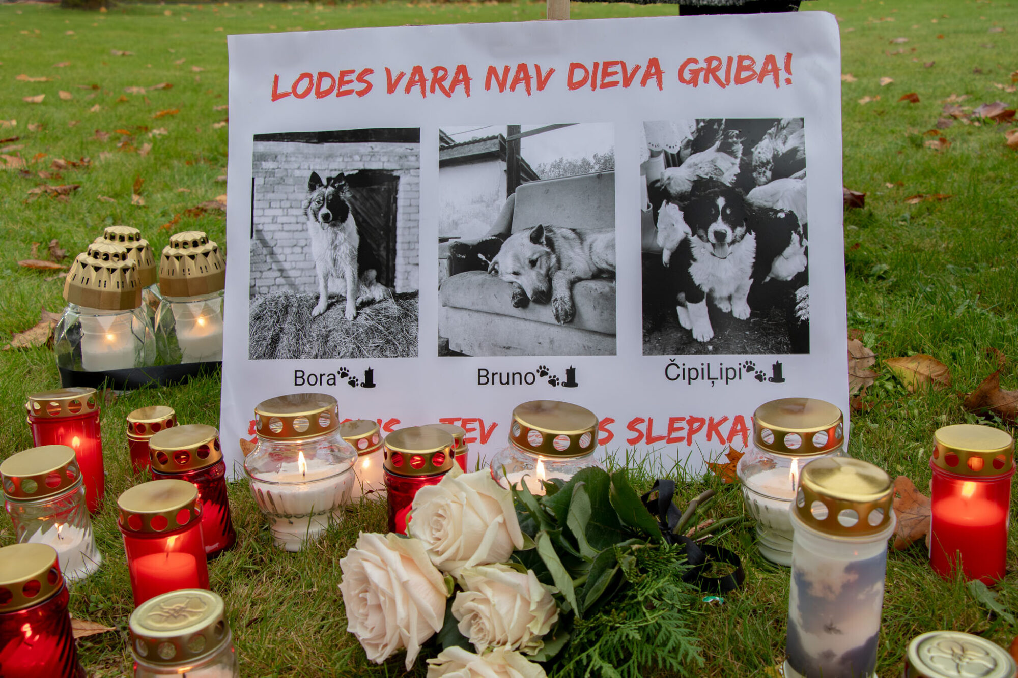 Nošauto suņu lietā četras personas varētu tikt sauktas pie kriminālatbildības