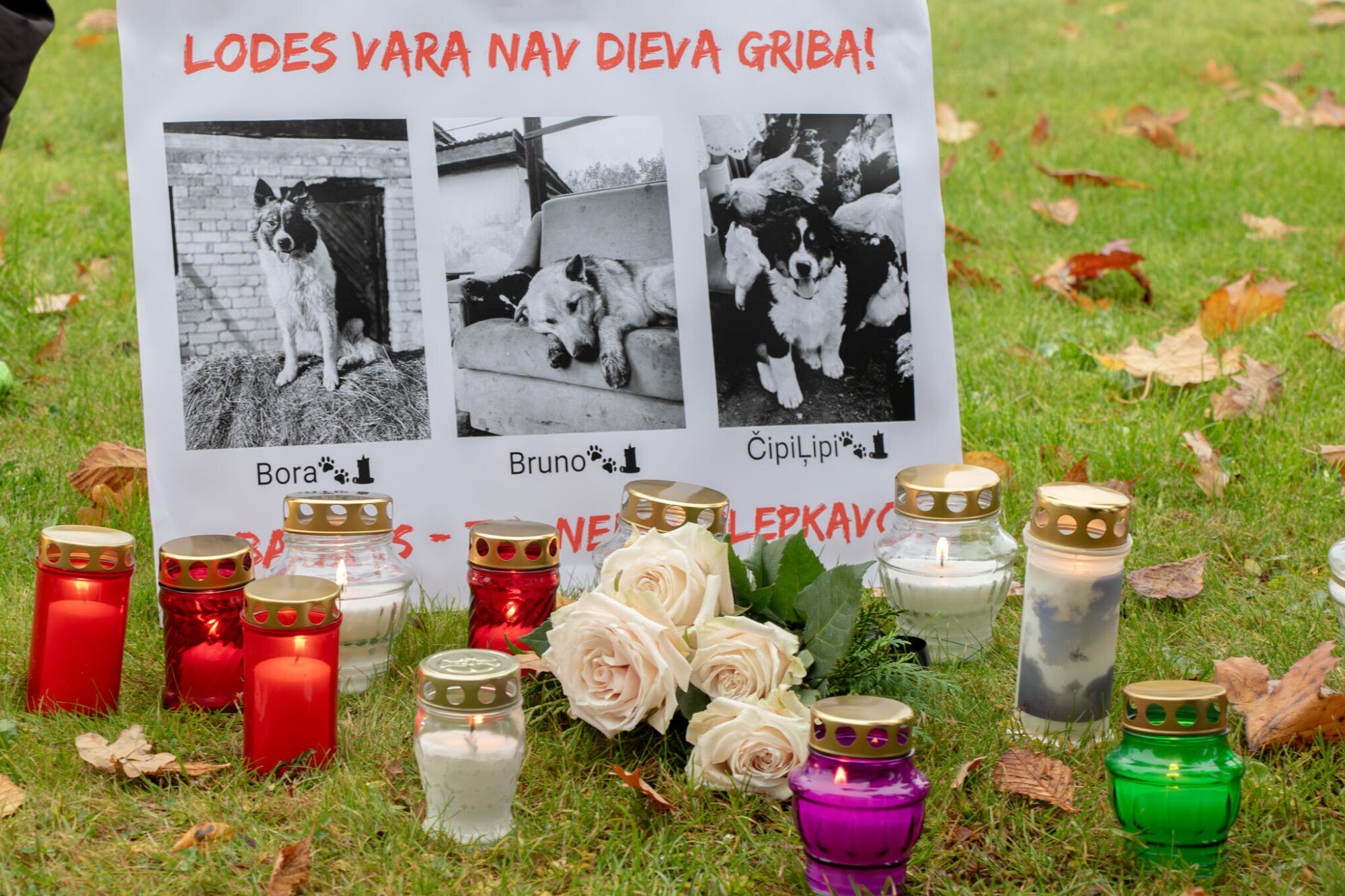 Suņu nošaušana Brunavas pagastā: diviem pašvaldības policistiem piemērots disciplinārsods
