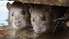 Mirst no dzīvnieku pārnēsātas bīstamas slimības